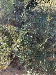 Astragalus douglasii
