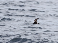 Hydrobates socorroensis