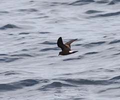 Hydrobates socorroensis