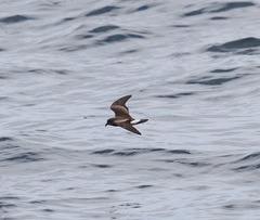 Hydrobates socorroensis