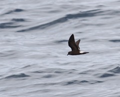 Hydrobates socorroensis