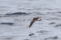 Hydrobates socorroensis