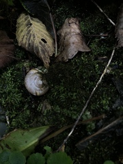 Helix pomatia