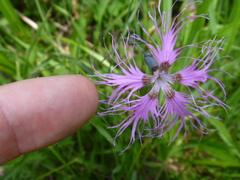 Dianthus longicalyx