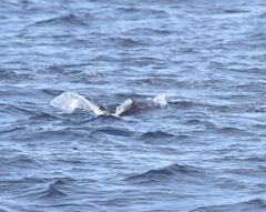Thunnus