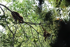 Alouatta macconnelli