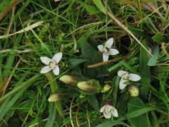 Gentianella campestris