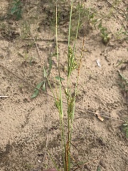 Cyperus schweinitzii