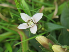Gentianella campestris