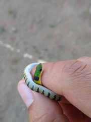 Erythrolamprus viridis