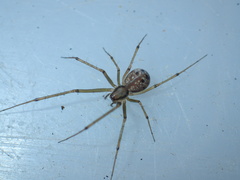 Floronia bucculenta