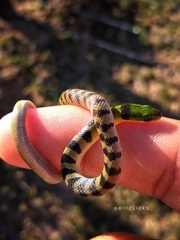 Erythrolamprus viridis