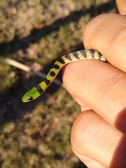 Erythrolamprus viridis