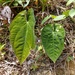 Anthurium papillilaminum - Photo (c) ramon_d, algunos derechos reservados (CC BY-NC), subido por ramon_d