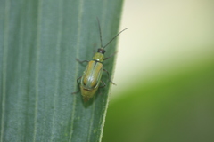 Diabrotica porracea