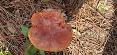 Exsudoporus floridanus