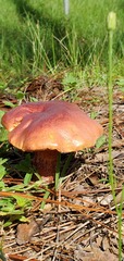 Exsudoporus floridanus