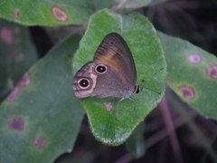 Hypocysta irius