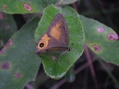 Hypocysta irius