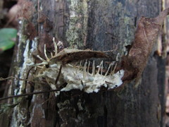 Akanthomyces aculeatus