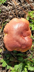 Exsudoporus floridanus