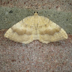 Camptogramma bilineata