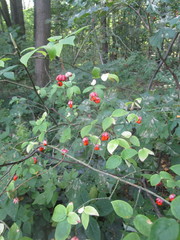 Euonymus verrucosus
