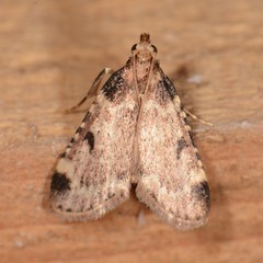 Aglossa costiferalis