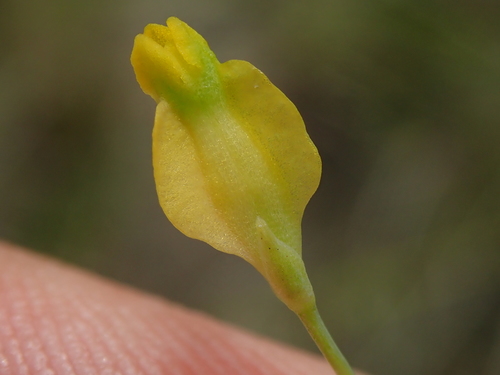 Image of Burmannia flava by no rights reserved
