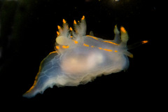 Ancula gibbosa