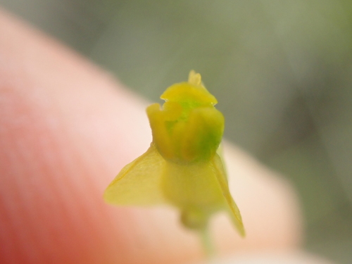 Image of Burmannia flava by no rights reserved