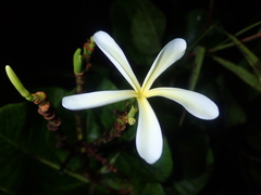Himatanthus