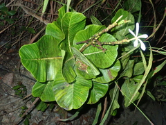 Himatanthus