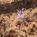 Hooveria purpurea reducta - Photo (c) joergmlpts, algunos derechos reservados (CC BY), uploaded by joergmlpts