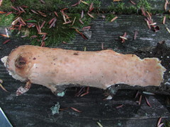 Scytinostroma artocreas