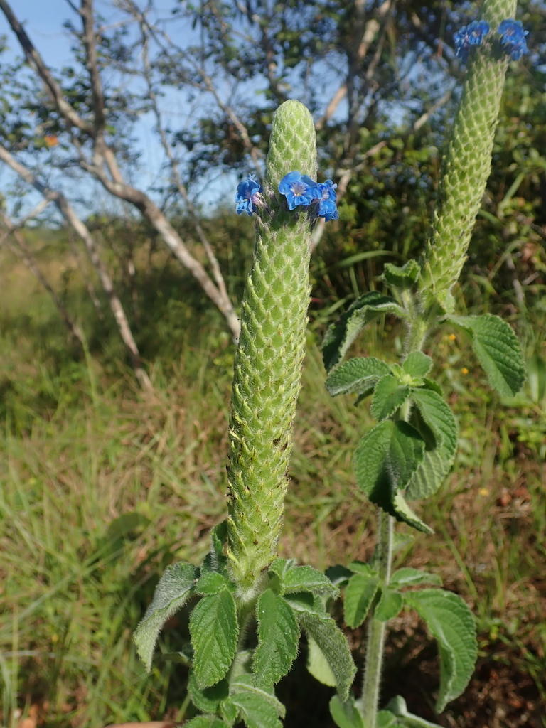 Stachytarpheta pachystachya