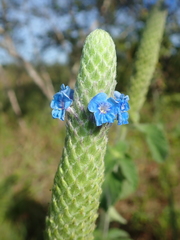 Stachytarpheta pachystachya