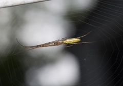 Tetragnatha straminea