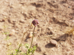 Junellia crithmifolia