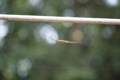 Tetragnatha straminea