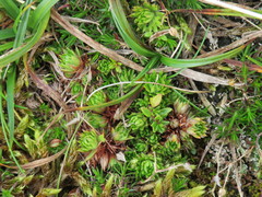 Saxifraga hypnoides