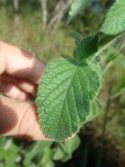 Stachytarpheta pachystachya