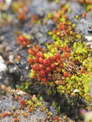 Ptychostomum pallens