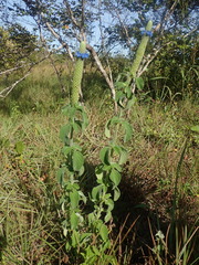 Stachytarpheta pachystachya