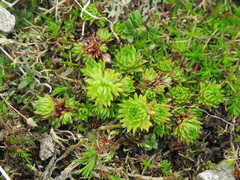 Saxifraga hypnoides
