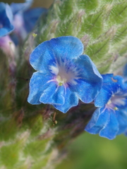 Stachytarpheta pachystachya