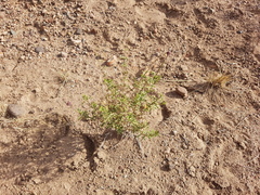 Junellia crithmifolia