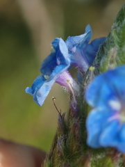 Stachytarpheta pachystachya