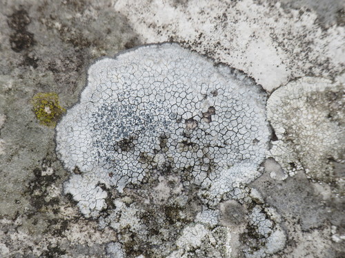 Caloplaca chalybaea