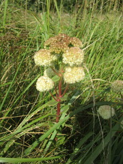 Hylotelephium maximum ruprechtii